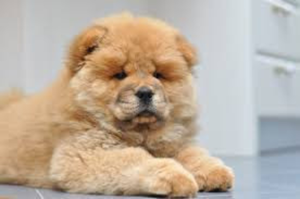 Meet your Posher, Kokoii